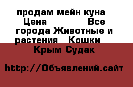 продам мейн куна › Цена ­ 15 000 - Все города Животные и растения » Кошки   . Крым,Судак